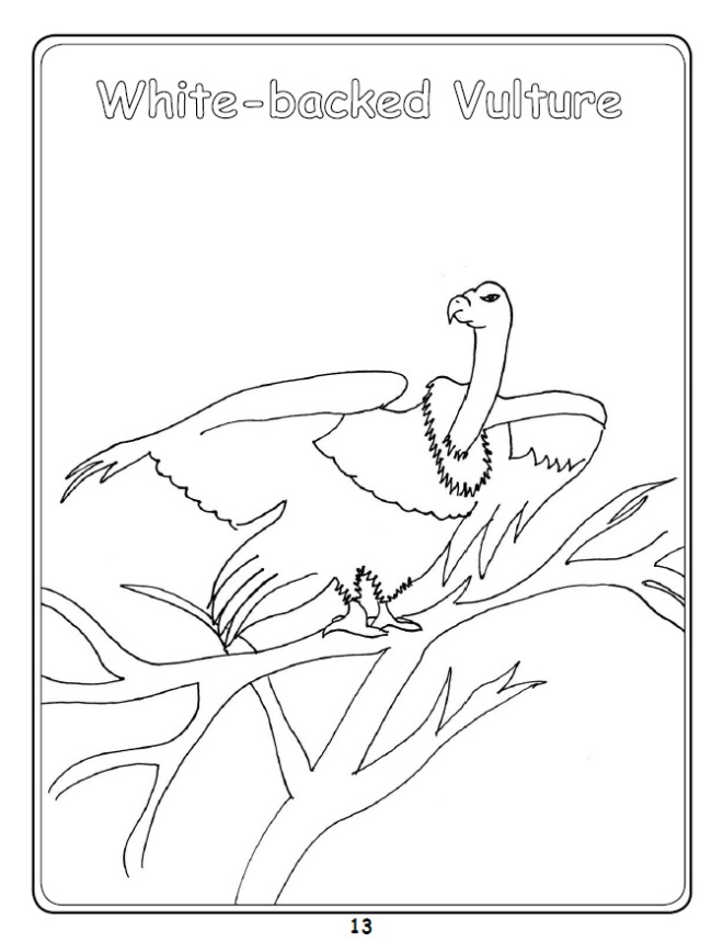 African White-Backed Vulture Colouring In Picture