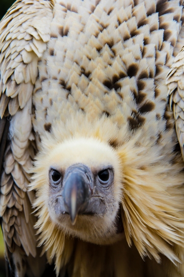 Bonnie-0019 Cape Vulture