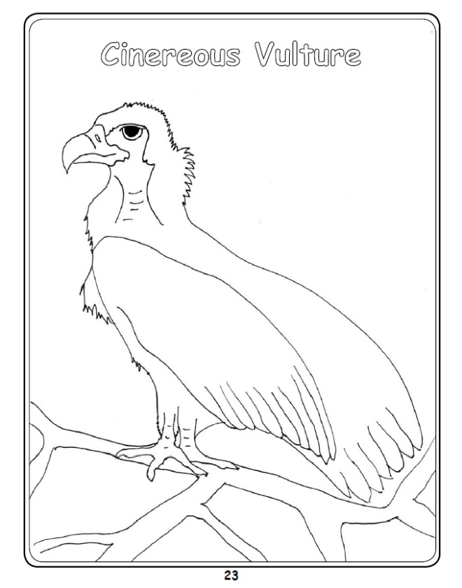 Cinereous Vulture Colouring In Picture