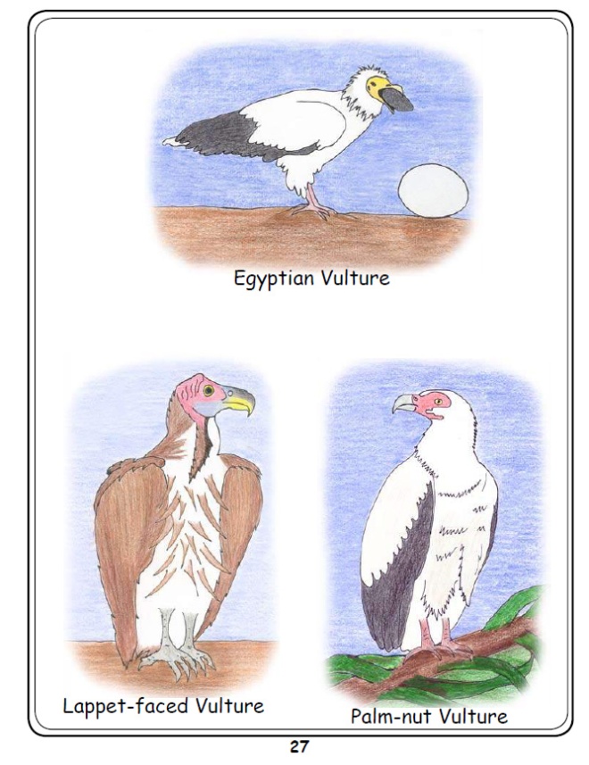 Coloured examples of Vulture Species 2
