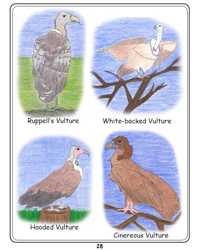 C oloured examples of Vulture Species 3