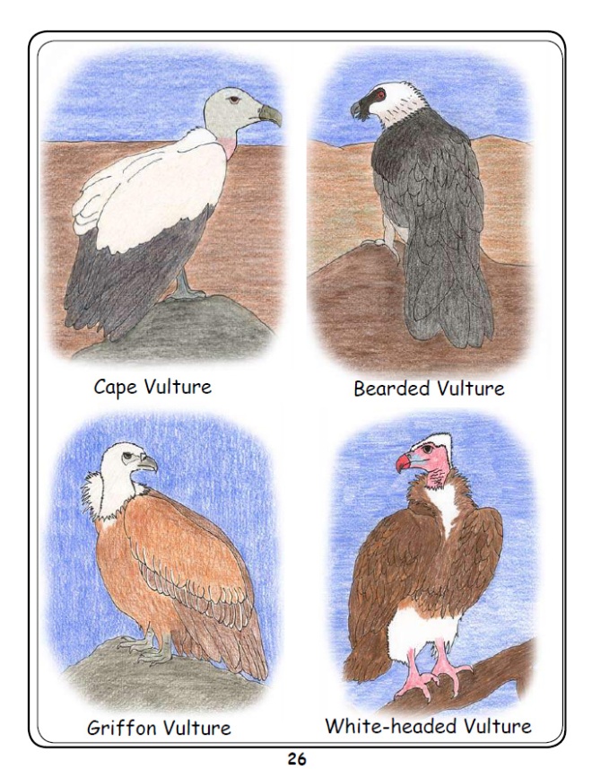 Coloured Example of Vulture Species 1