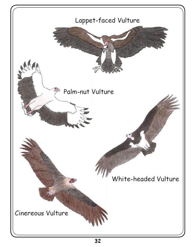 Coloured African Vulture Species Flying Examples 1