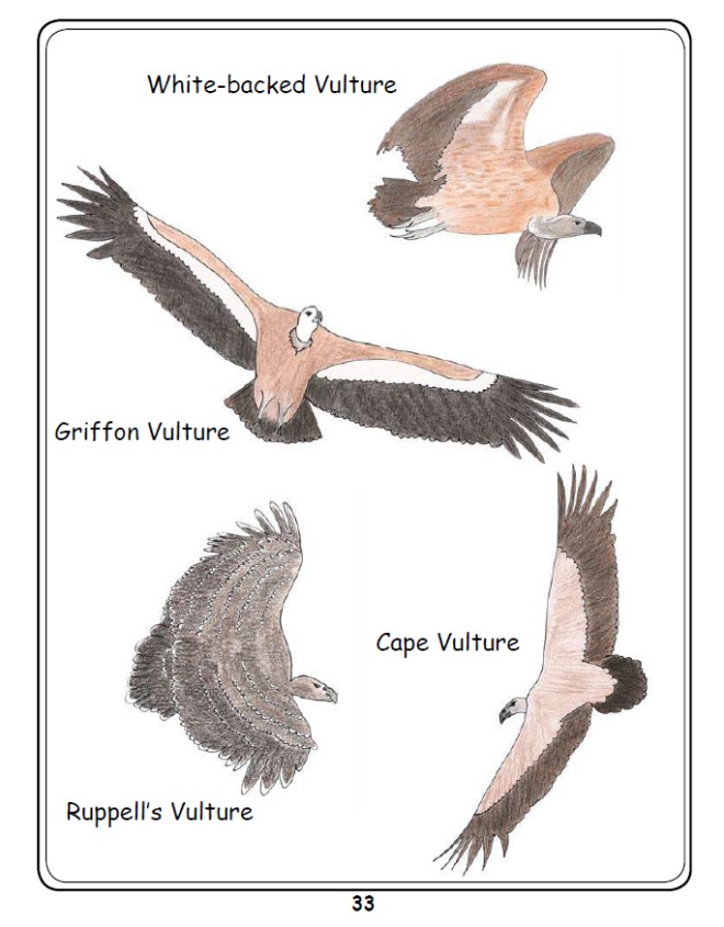 Coloured African Vulture Species Flying Examples 2