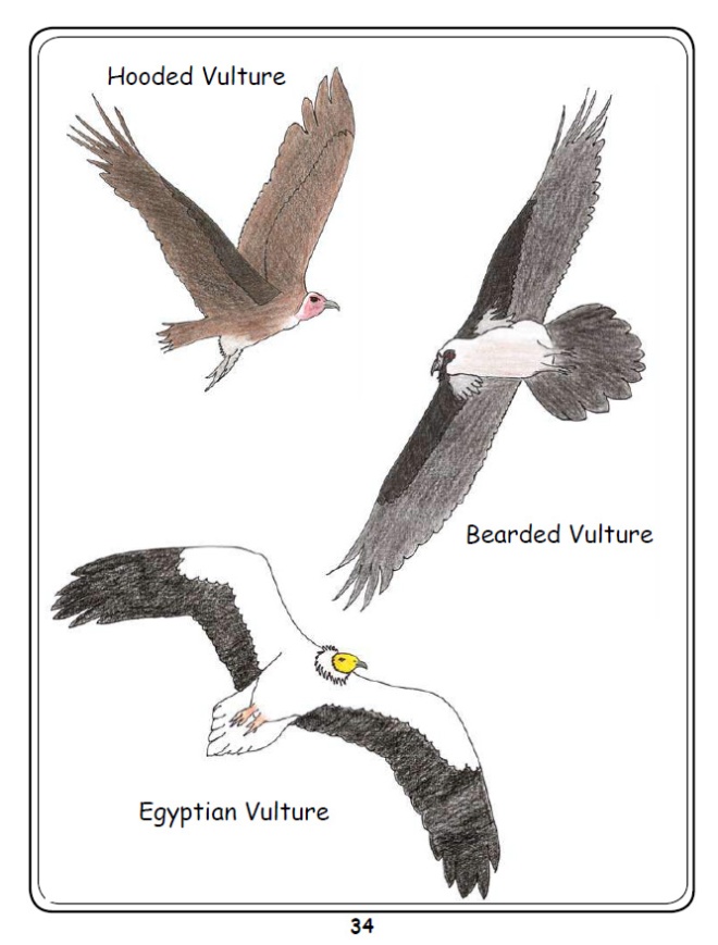 Coloured AfricanVulture Species Flying Examples 3