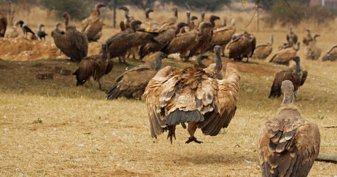 Vulture hopping comically - Photo Mandy Schroder