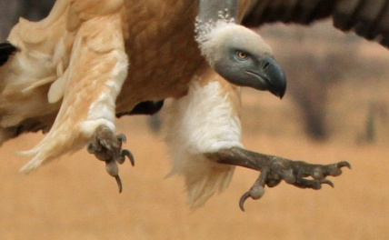 Cape Vulture - Feet up close. Photo Mandy Schroder