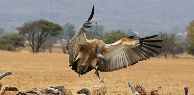 Cape Vulture "the Conductor" Photo Mandy Schroder