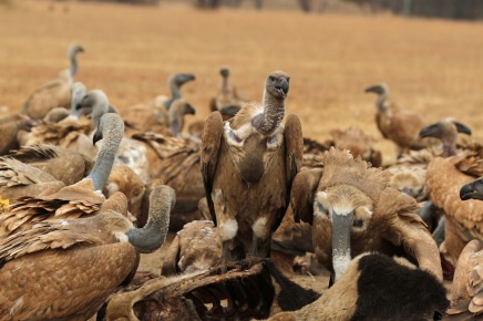 Vultures feeding - Vulture restaurant @ VulPro - Photo Mandy Schrode