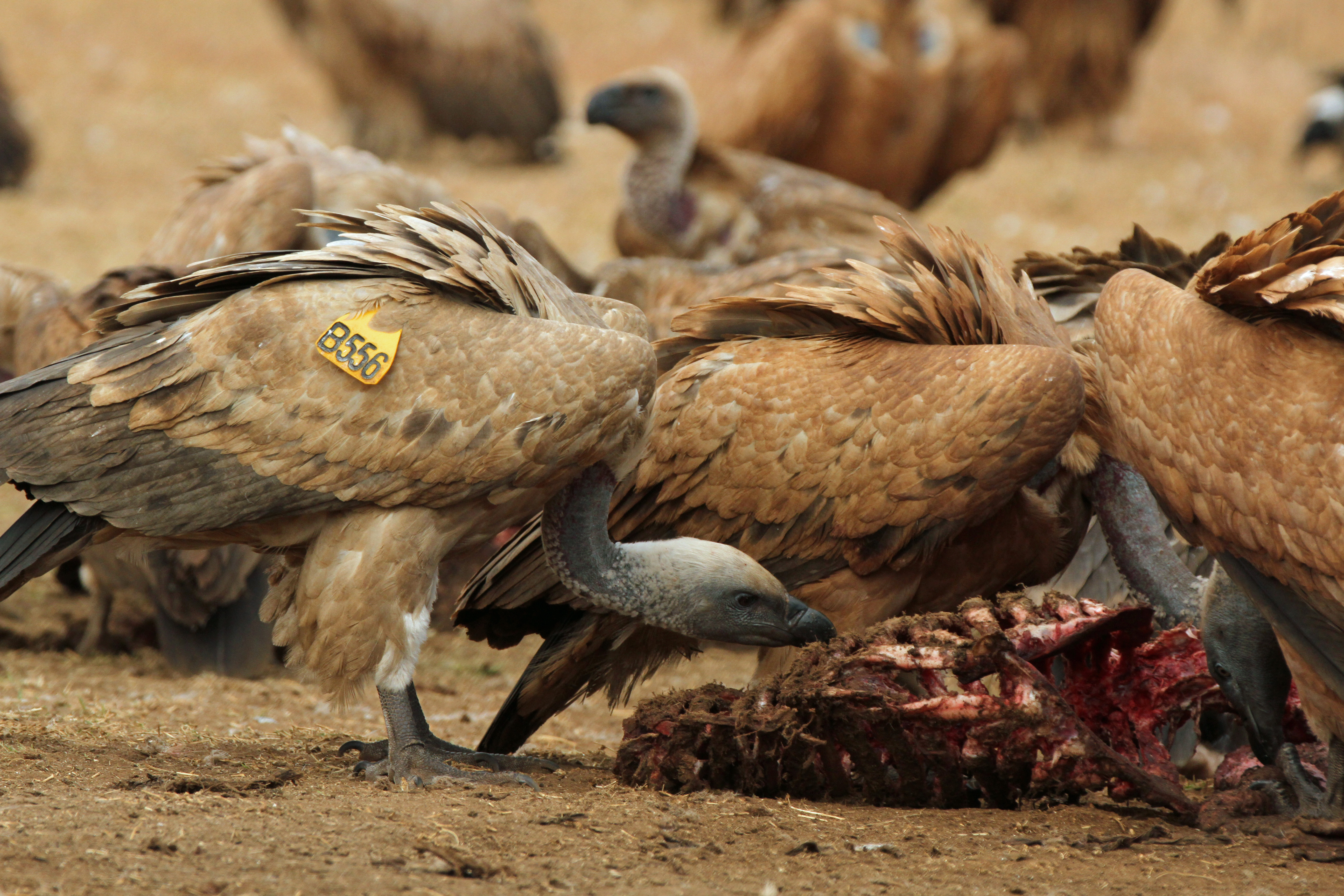 all about vultures