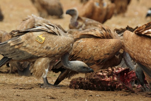 Vultures have a healthy appetite and pick carcasses clean. @ VulPro. Photo Mandy Schroder