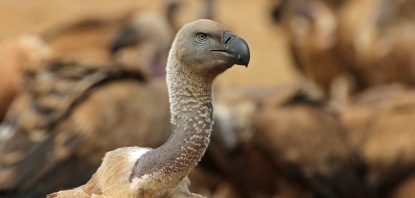 Cape Vulture - Beak close up. Photo Mandy Schroder