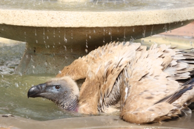 Cape Vulture bathing - Vultures love being clean