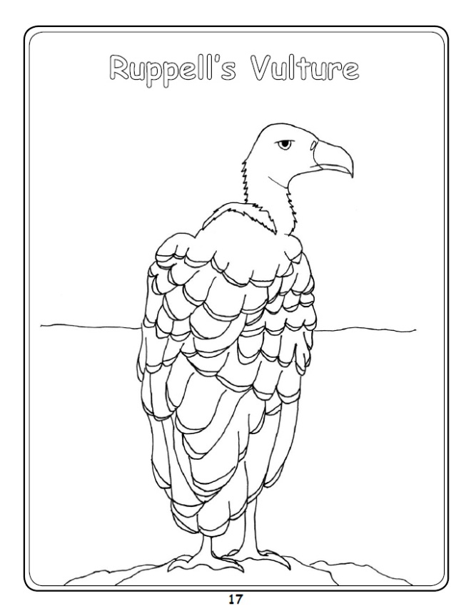 Ruppell's Vulture Colouring In Picture