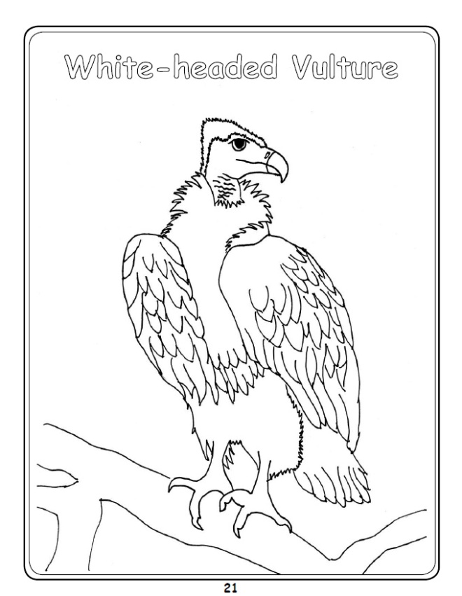 White-headed Vulture Colouring In Picture