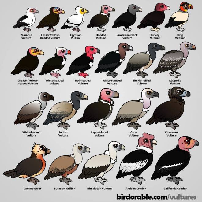 Vulture Species