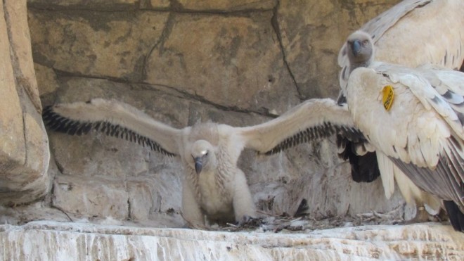 Cape Vulture chick flapping wings on the nest ledge