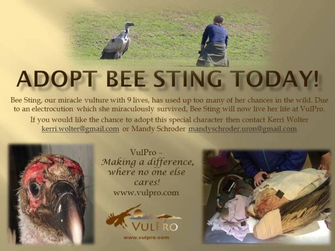 Bee Sting Adoption appeal