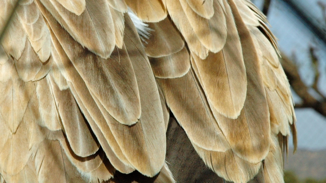 Cape Vulture - back feathers up close