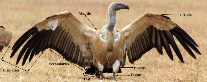 Overview of Anatomy of a Vulture