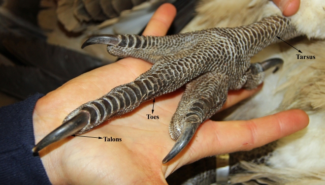 Vulture Foot Anatomy