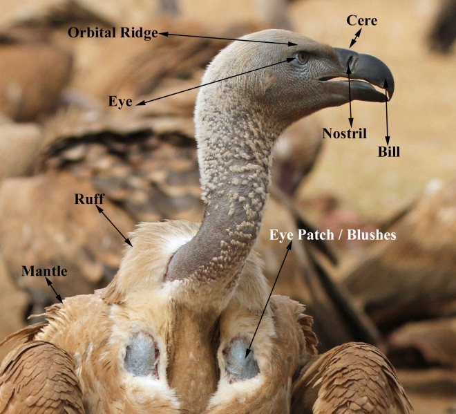 Vulture Head Anatomy